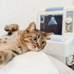 Veterinary Surgery For Dogs And Cats In Port St. Joe FL