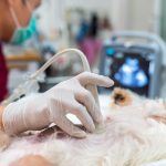 Veterinary Surgery Services In Port St. Joe FL