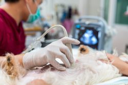 Veterinary Surgery Services In Port St. Joe FL