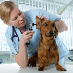 Animal Hospital In Port St. Joe FL