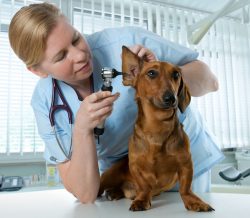 Animal Hospital In Port St. Joe FL